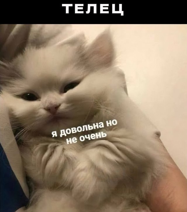 Астрологи выяснили, какой вы мемный котик по знаку зодиака