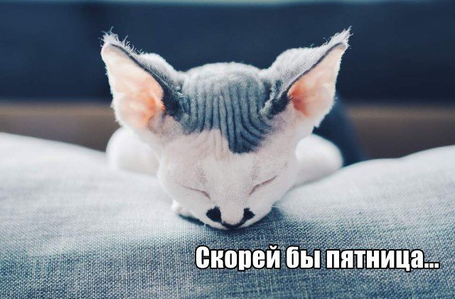 Трынделка - 06.03.2025