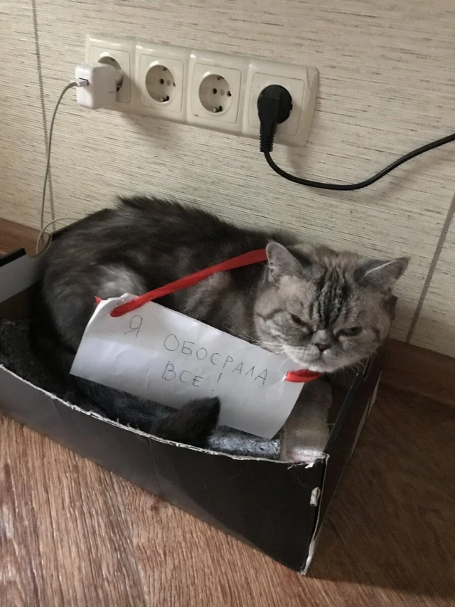 Подборка котиков, которых поймали с поличным