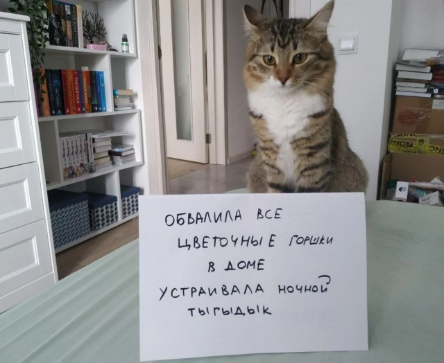 Подборка котиков, которых поймали с поличным