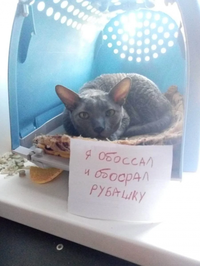 Подборка котиков, которых поймали с поличным