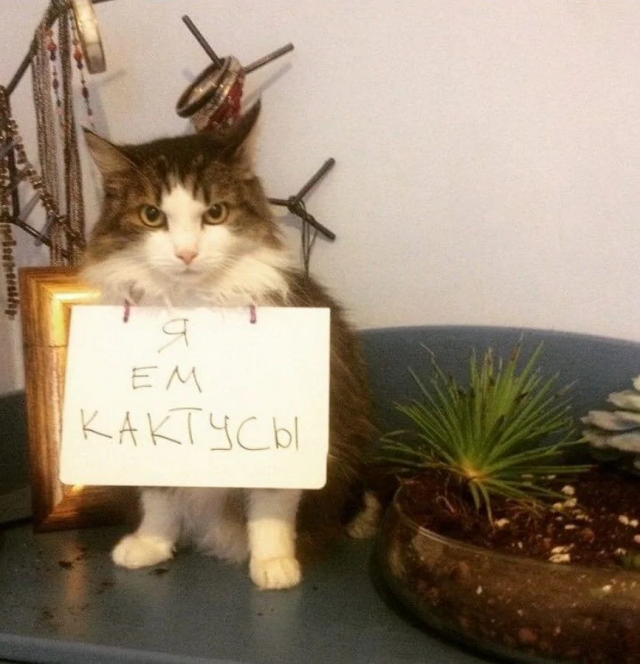 Подборка котиков, которых поймали с поличным