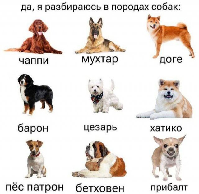 Лучшие шутки и мемы из Сети - 08.04.2025