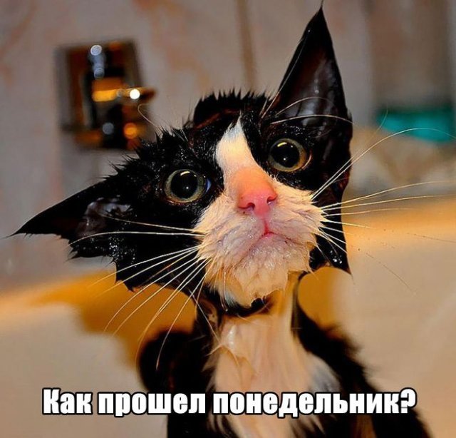 Трынделка - 21.04.2025