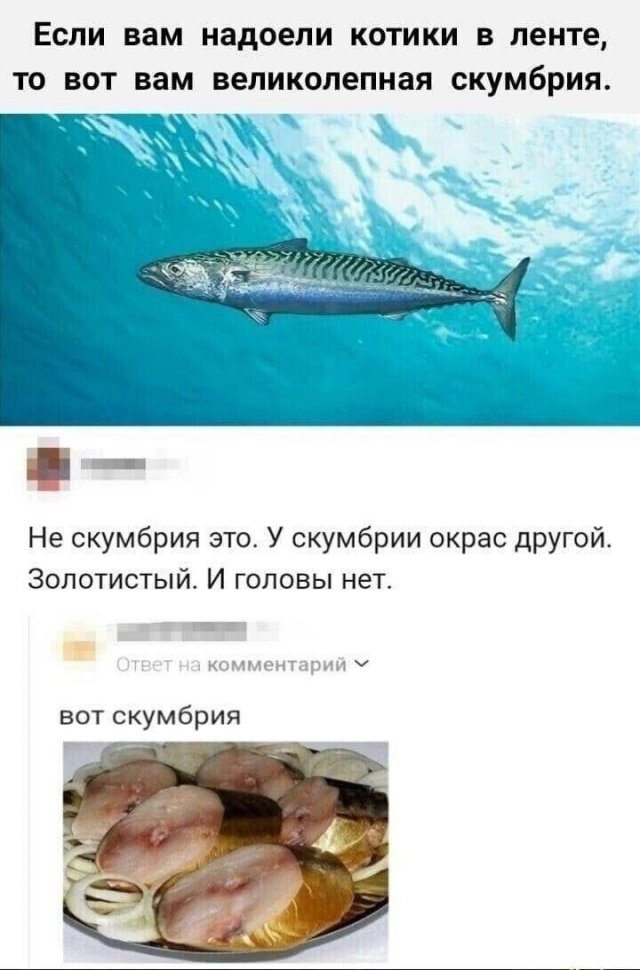 Лучшие картинки и мемы из Сети - 25.04.2025