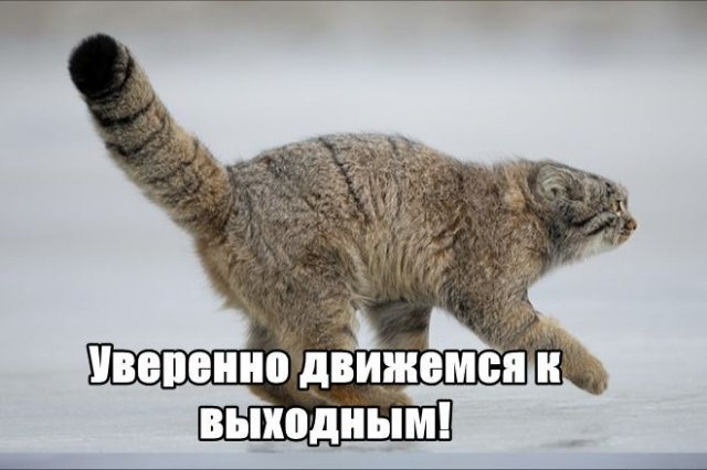 Трынделка - 29.04.2025
