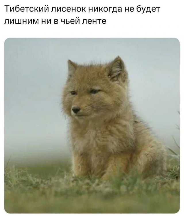 Лучшие шутки и мемы из Сети - 30.04.2025