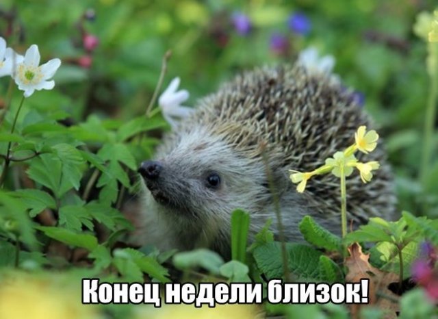 Трынделка - 01.05.2025