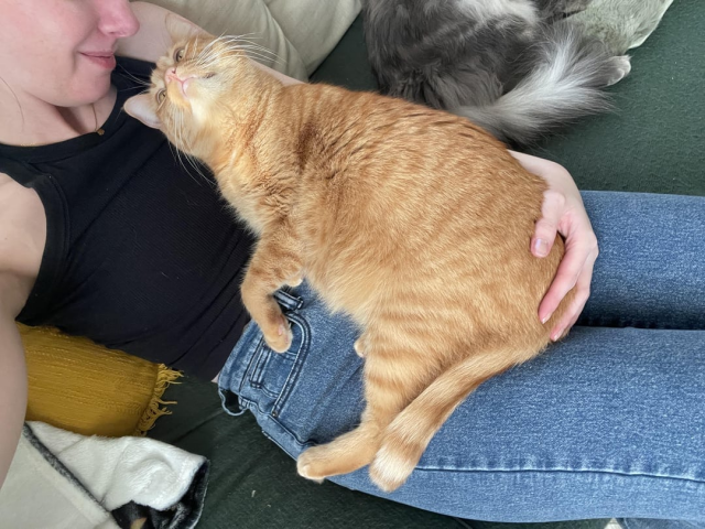 Кошки и собаки, которые  в своих хозяевах