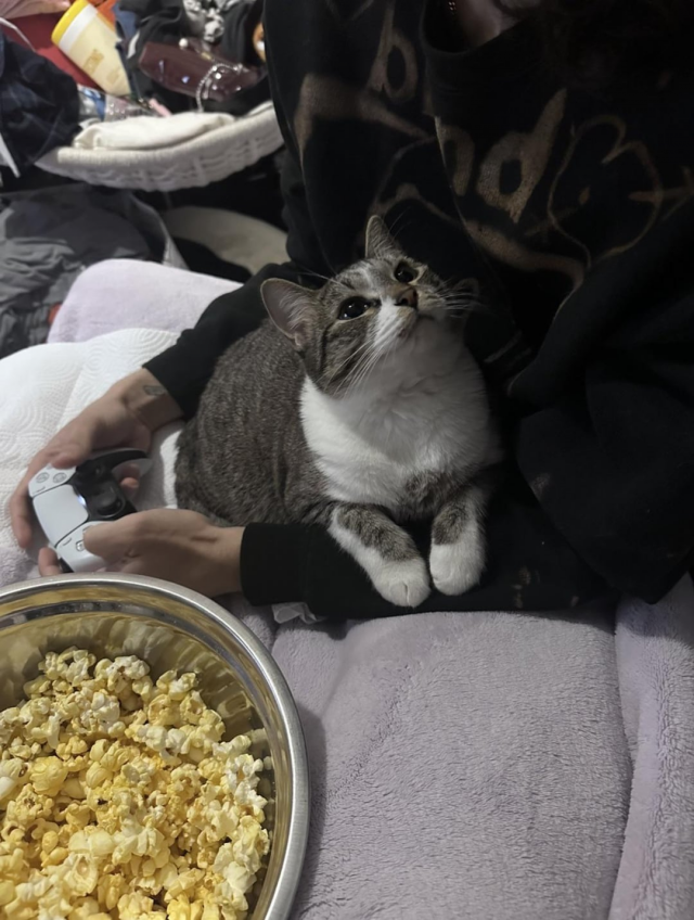 Кошки и собаки, которые  в своих хозяевах