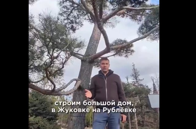 Сколько стоит посадить сосну в доме на Рублевке