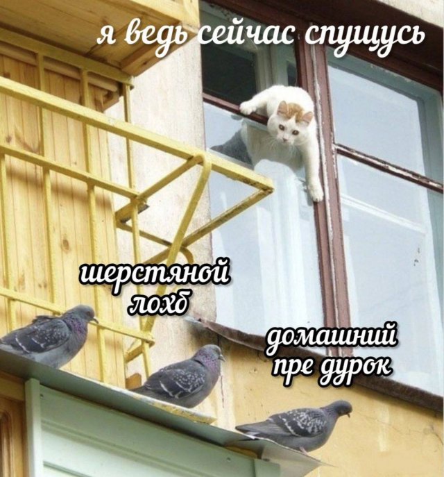 Смешные картинки - 05.05.2025