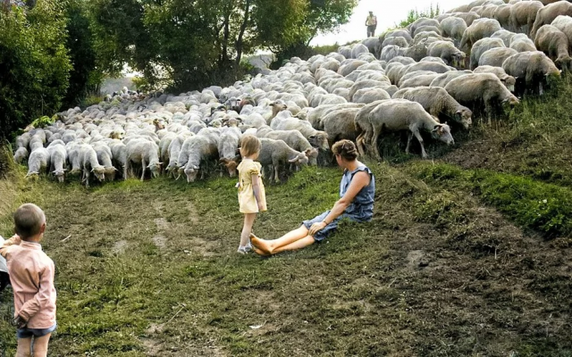 Выпас овец. Орловская область, 1980-е. Выпас овец. Орловская область, 1980-е.