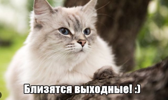 Трынделка - 06.05.2025