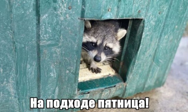 Трынделка - 08.05.2025