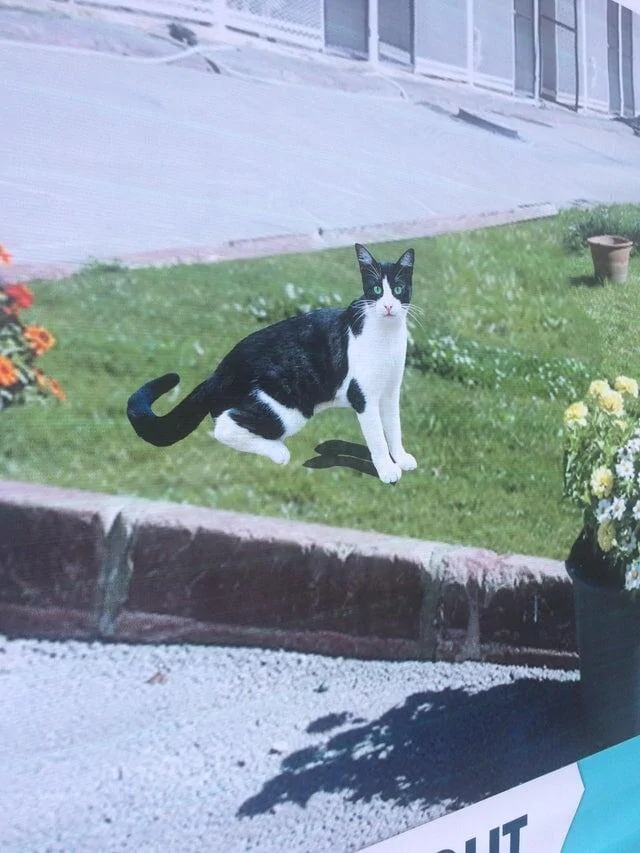 Гениально прифотошопленный котик Гениально прифотошопленный котик