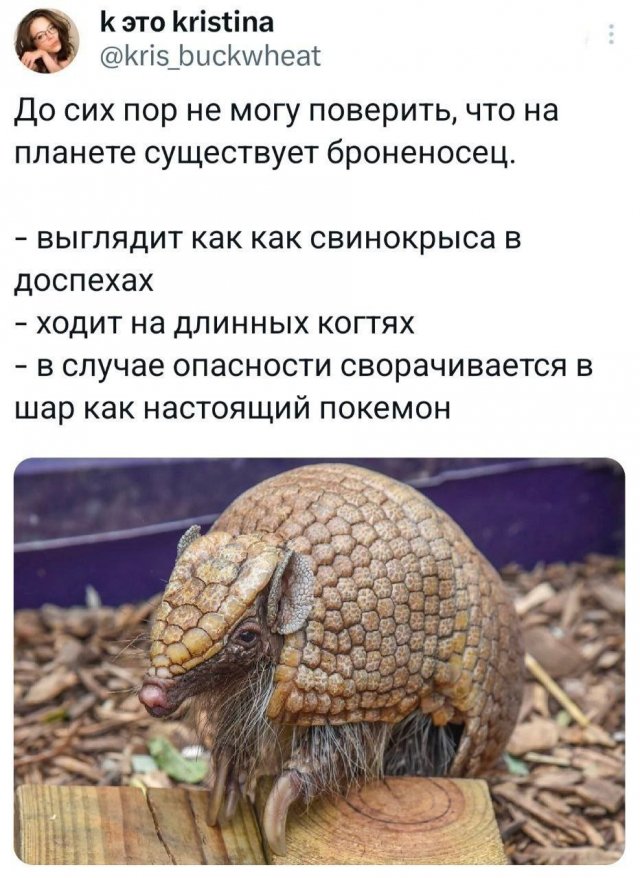 Подборка забавных твитов обо всем