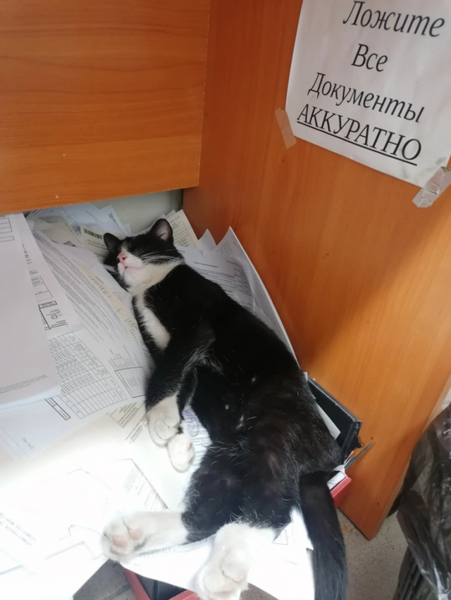 Подборка вывесок и объявлений, мимо которых нельзя пройти мимо