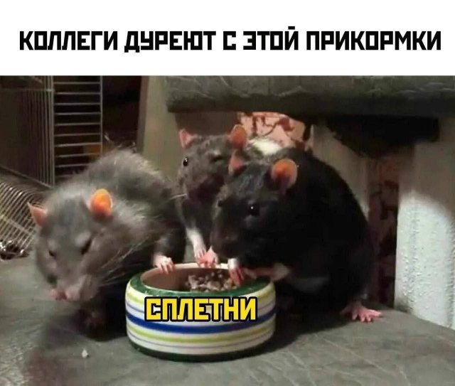 Лучшие шутки и мемы из Сети - 13.05.2025