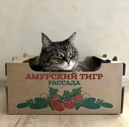 Смешные мемы - 15.05.2025