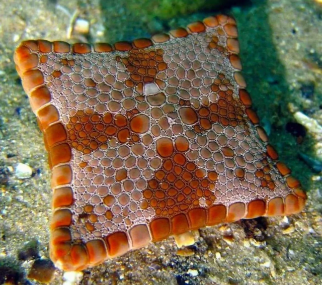 Квадратная морская звезда Квадратная морская звезда