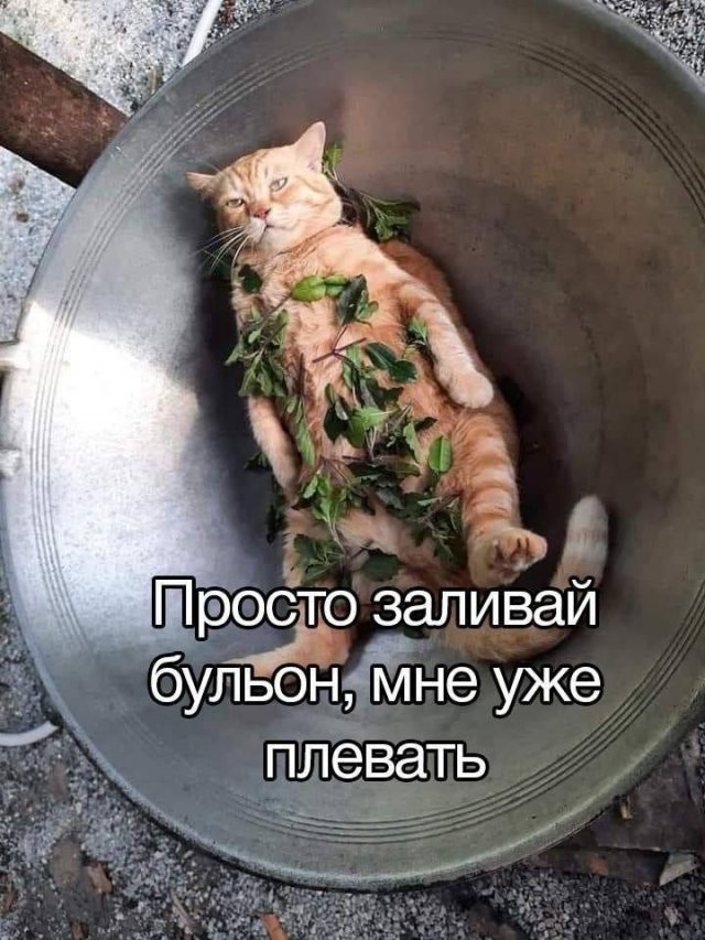 Лучшие шутки и мемы - 15.05.2025