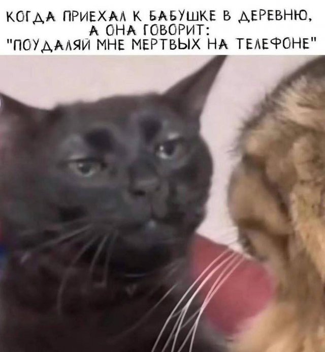 Лучшие шутки и мемы - 15.05.2025