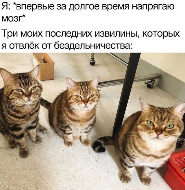 Смешные мемы - 19.05.2025