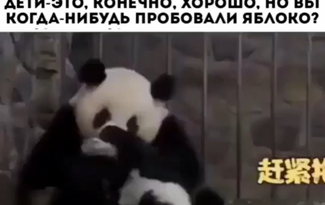 Мама-панда потеряла ребенка, когда отвлеклась на яблоко