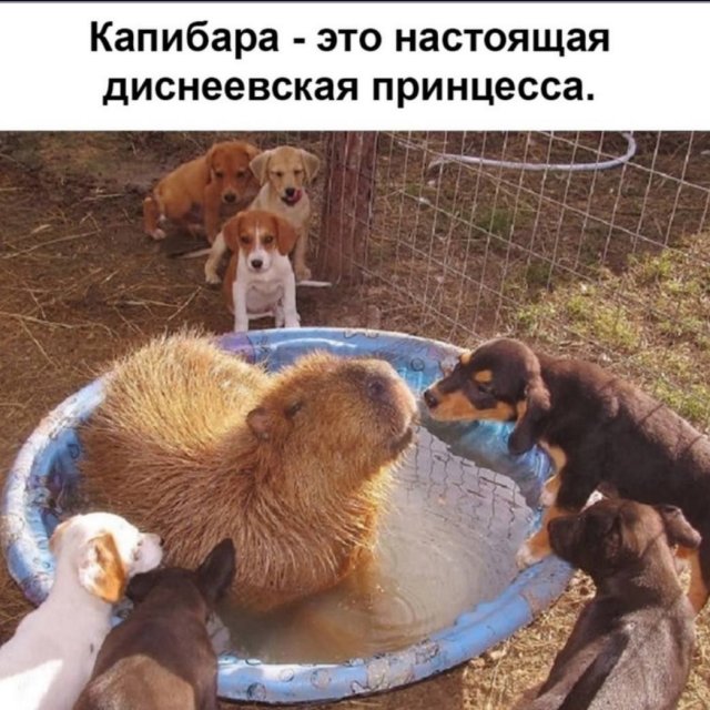 Лучшие шутки и мемы из Сети - 19.05.2025