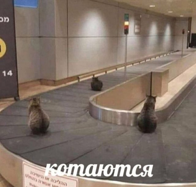 Лучшие шутки и мемы из Сети - 19.05.2025
