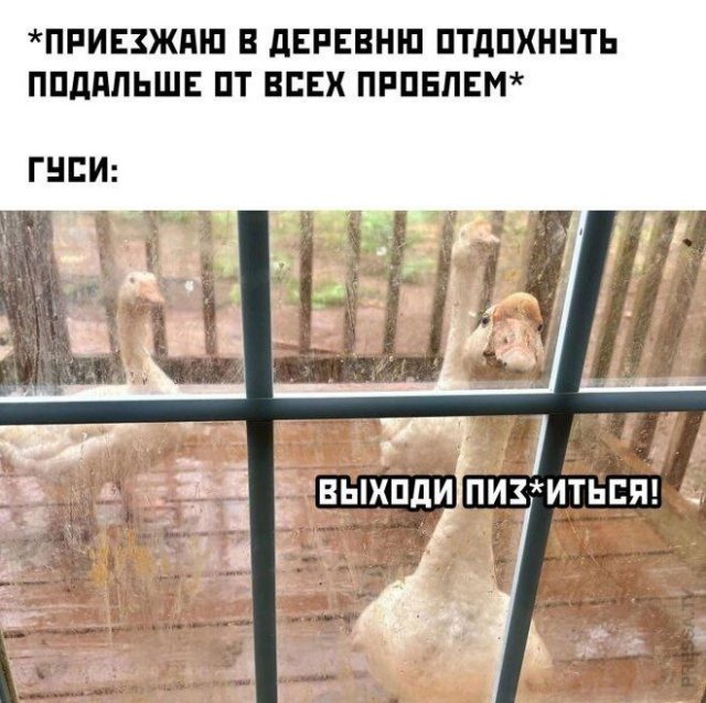Смешные мемы - 20.05.2025