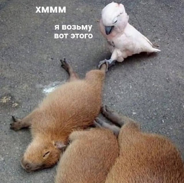 Смешные мемы - 20.05.2025