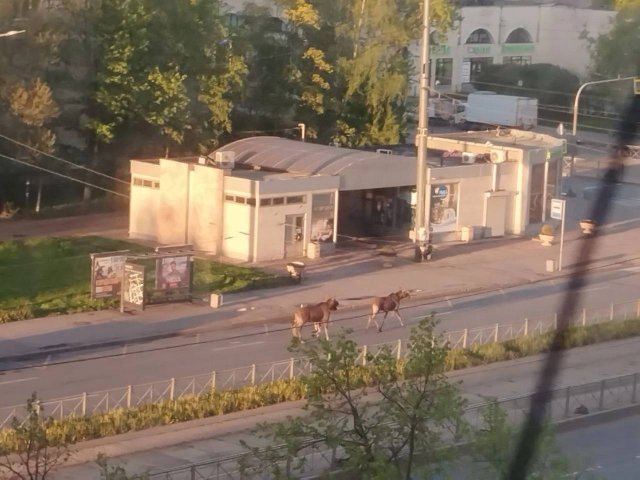 В Купчино пожаловали лоси