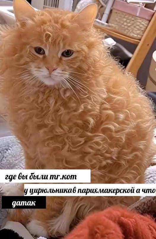 Смешные мемы - 21.05.2025