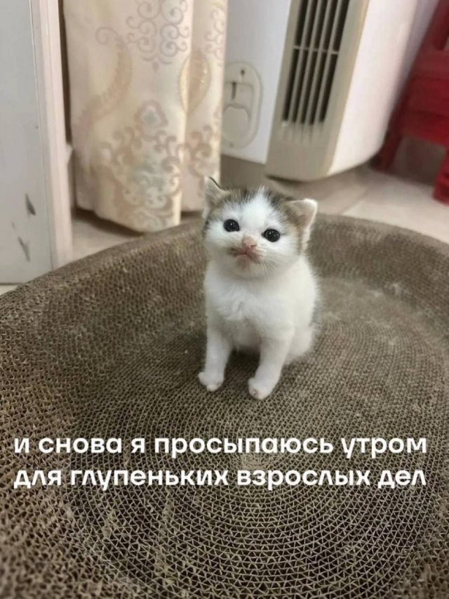 Лучшие шутки и мемы из Сети - 21.05.2025