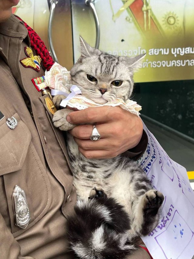В Таиланде произошло самое милое задержание кошечки