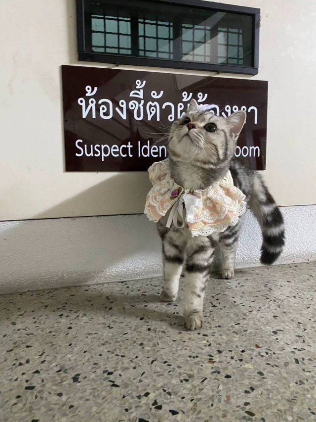 В Таиланде произошло самое милое задержание кошечки