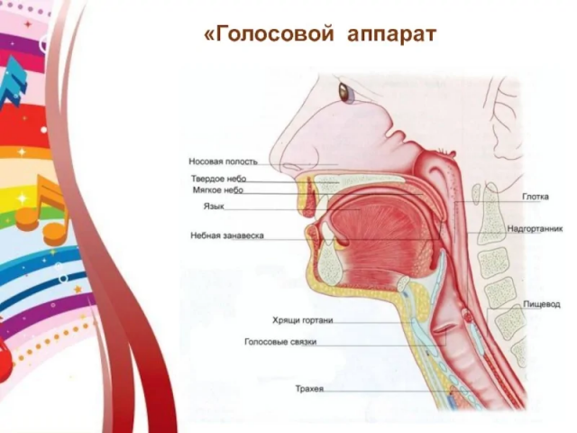 5. Уникальность голосового аппарата 5. Уникальность голосового аппарата