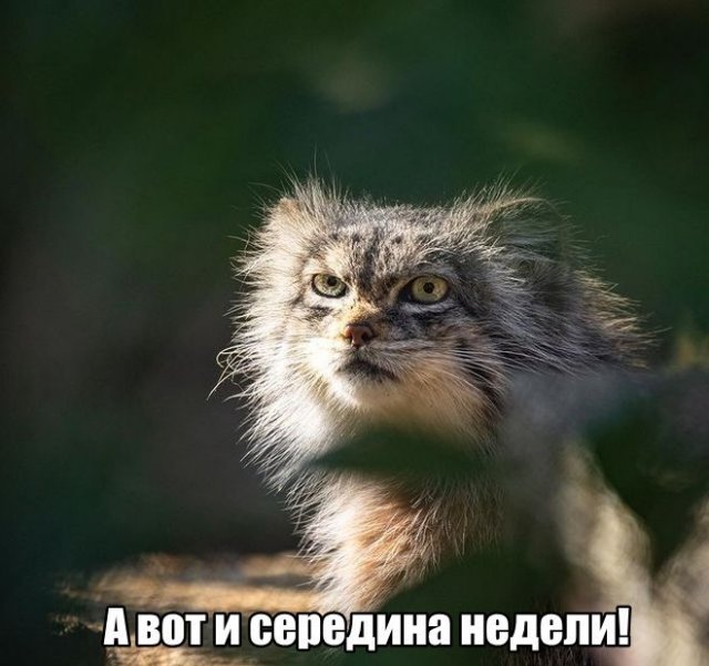 Трынделка - 28.05.2025