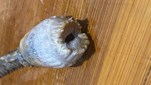 Рыбаки из Магадана поймали «чужого»