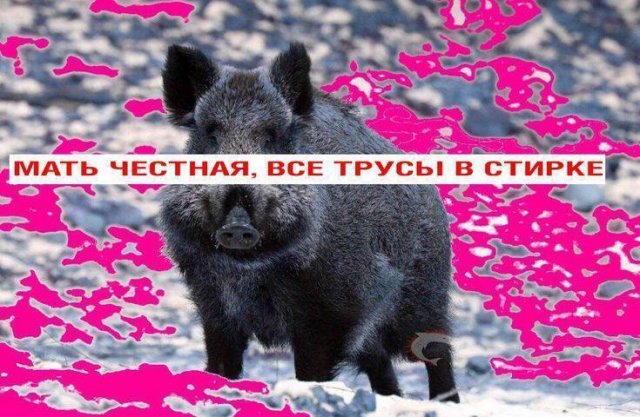 Смешные картинки - 29.05.2025