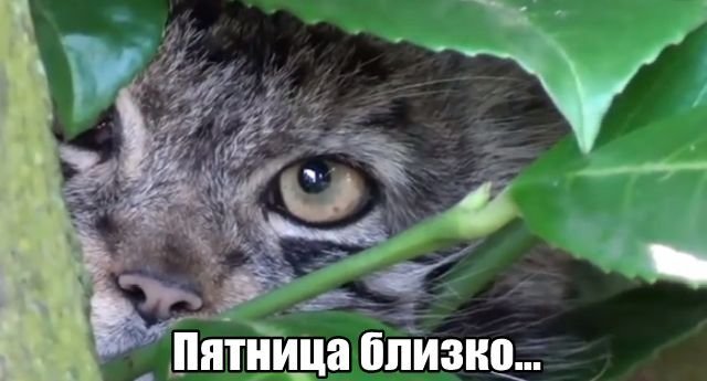 Трынделка - 29.05.2025