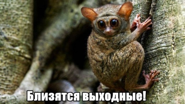 Трынделка - 30.05.2025