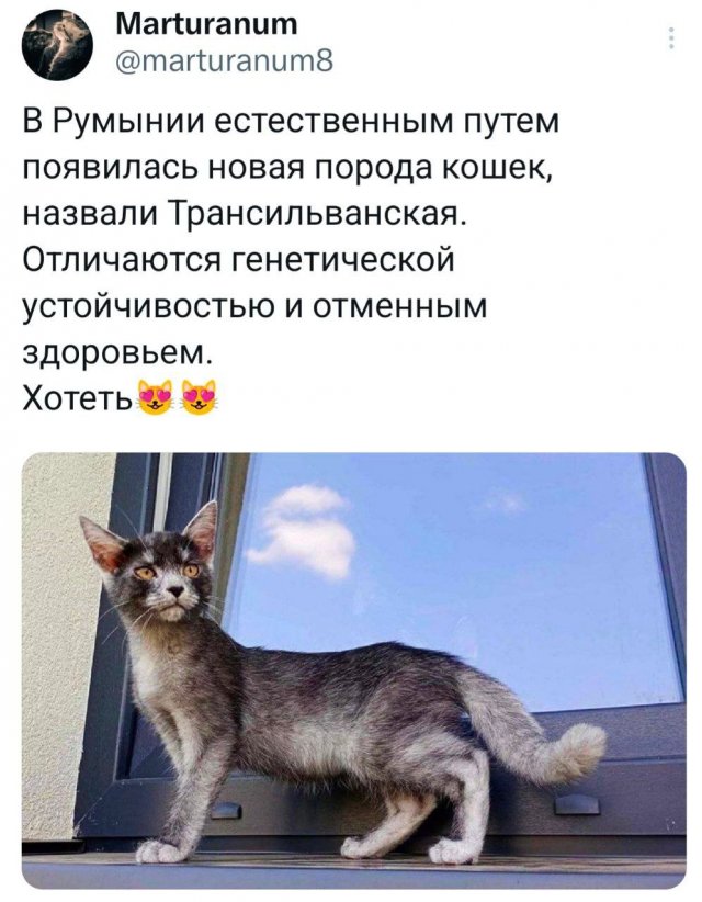 Подборка забавных твитов обо всем
