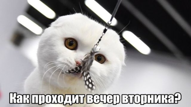 Трынделка - 03.06.2025