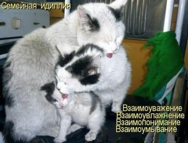 Лучшие шутки и мемы из Сети - 04.06.2025