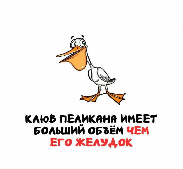 Интересные факты на все случаи жизни