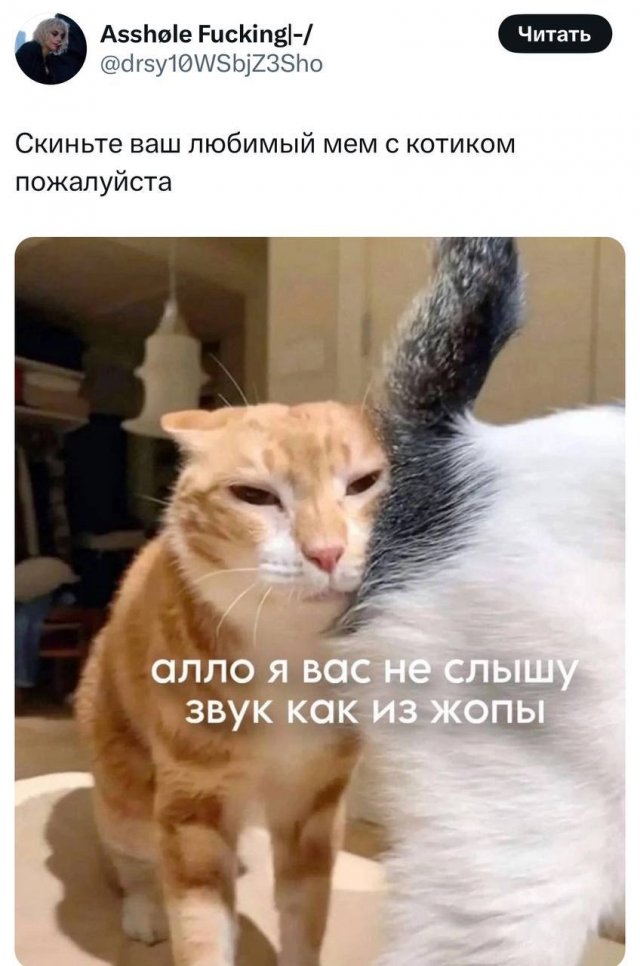 Любимые мемы с котами - кладезь грустных цитат