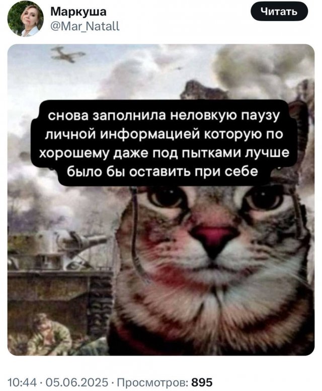 Любимые мемы с котами - кладезь грустных цитат
